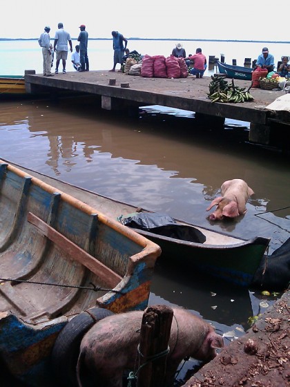 Bluefields, Nicaragua: harbor with pigs
