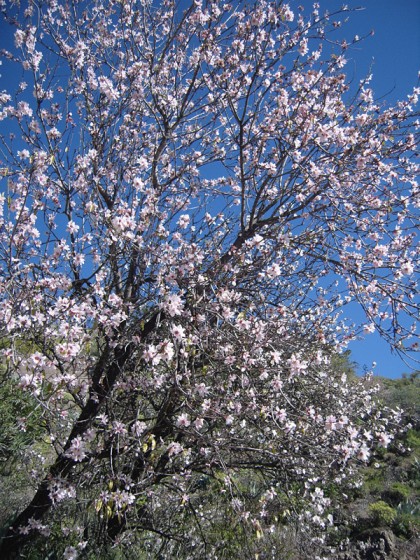 Almond tree picture