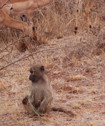 Baboon sitting with impala antelopes
