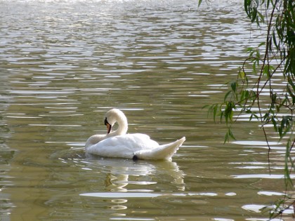 Belgian swan in Brussels
