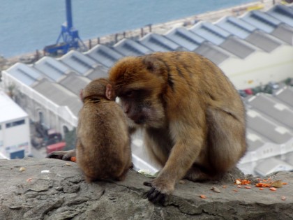 Barbary Macaques monkeys Gibraltar