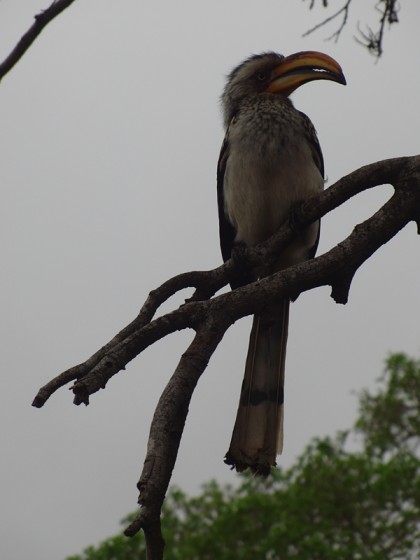 Kruger Park bird with bended nose