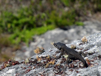 Lizard looking out from mountain top