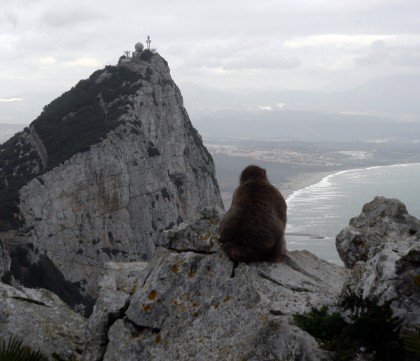 Monkey on rock - Gibraltar view