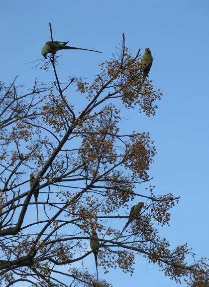 Parrots in tree