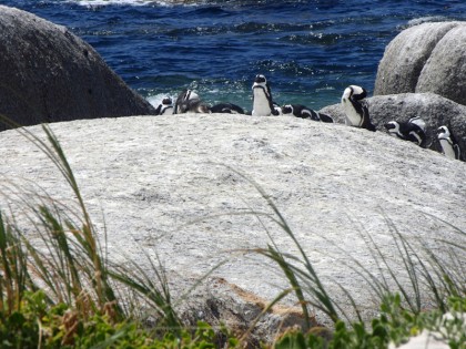 Penguins on sea rock with grass in front