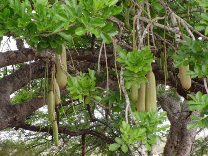 Kigelia, or "Sausage tree" (Kruger Park)