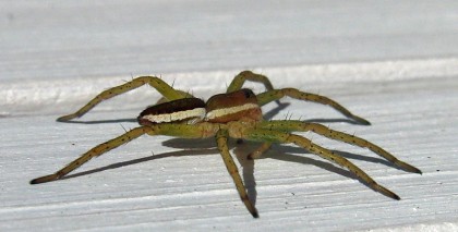 Swedish spider
