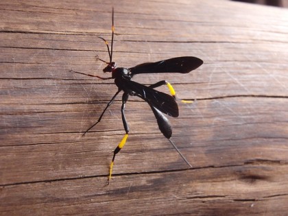 Unknown flying insect - Kruger Park