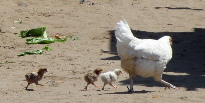 Walking chicken with her children