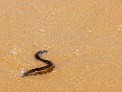Water snake shallow water