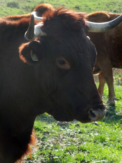 Bull in Tarifa