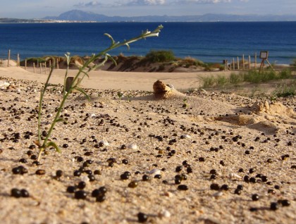 Seeds in sand dunes, Tarifa (macro low shot)