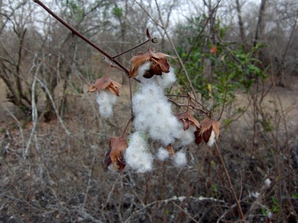 South African cotton plant