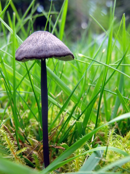 Swedish mushroom